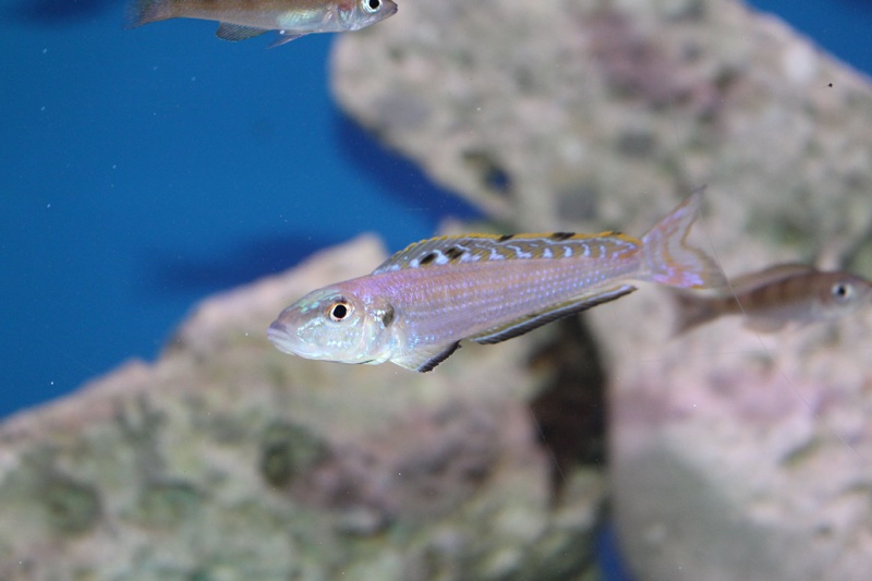 Enantiopus melanogenys 'Mpulungu'